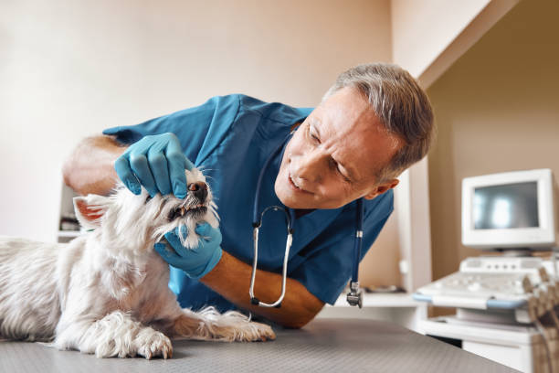 Best Emergency Denture Repair in East Dundee, IL